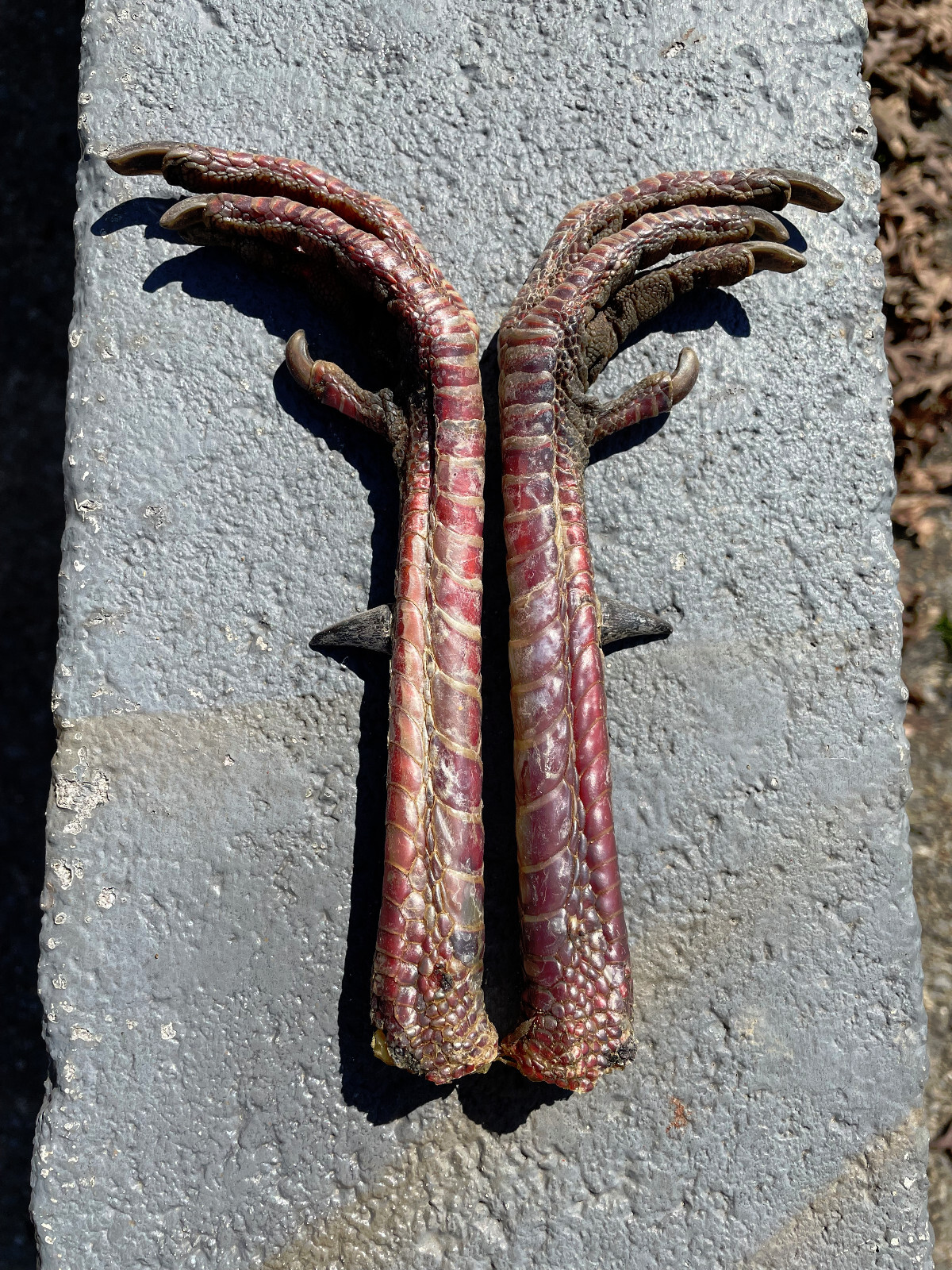 Taxidermy, One Pair 2 EASTERN WILD TURKEY-FEET -Log Cabin,Native American Crafts