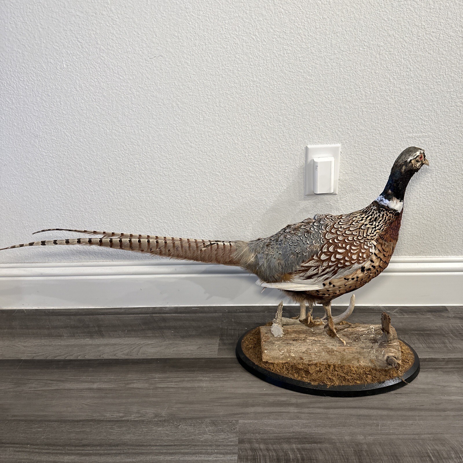 Pheasant Ring Neck Taxidermy Table / Shelf Display Mount