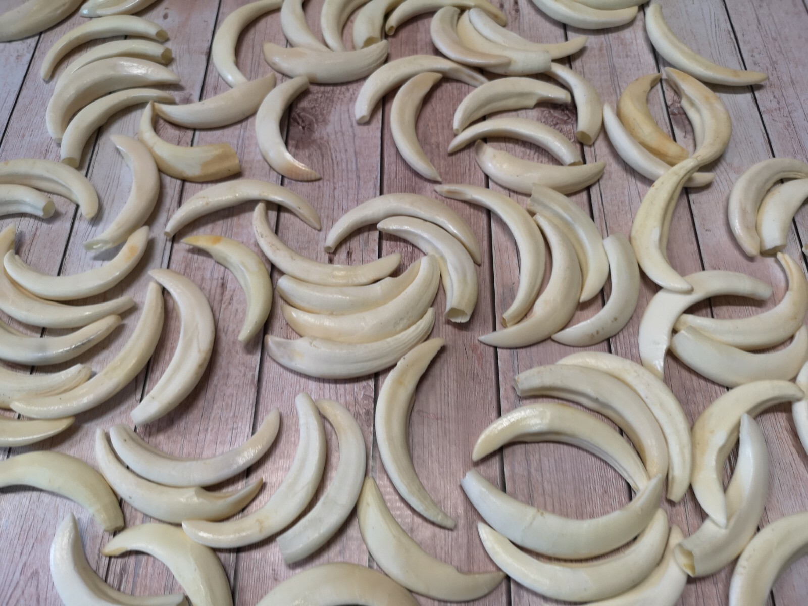 Real wild boar teeth sow hook approx. 5-7 cm! NEW and professional