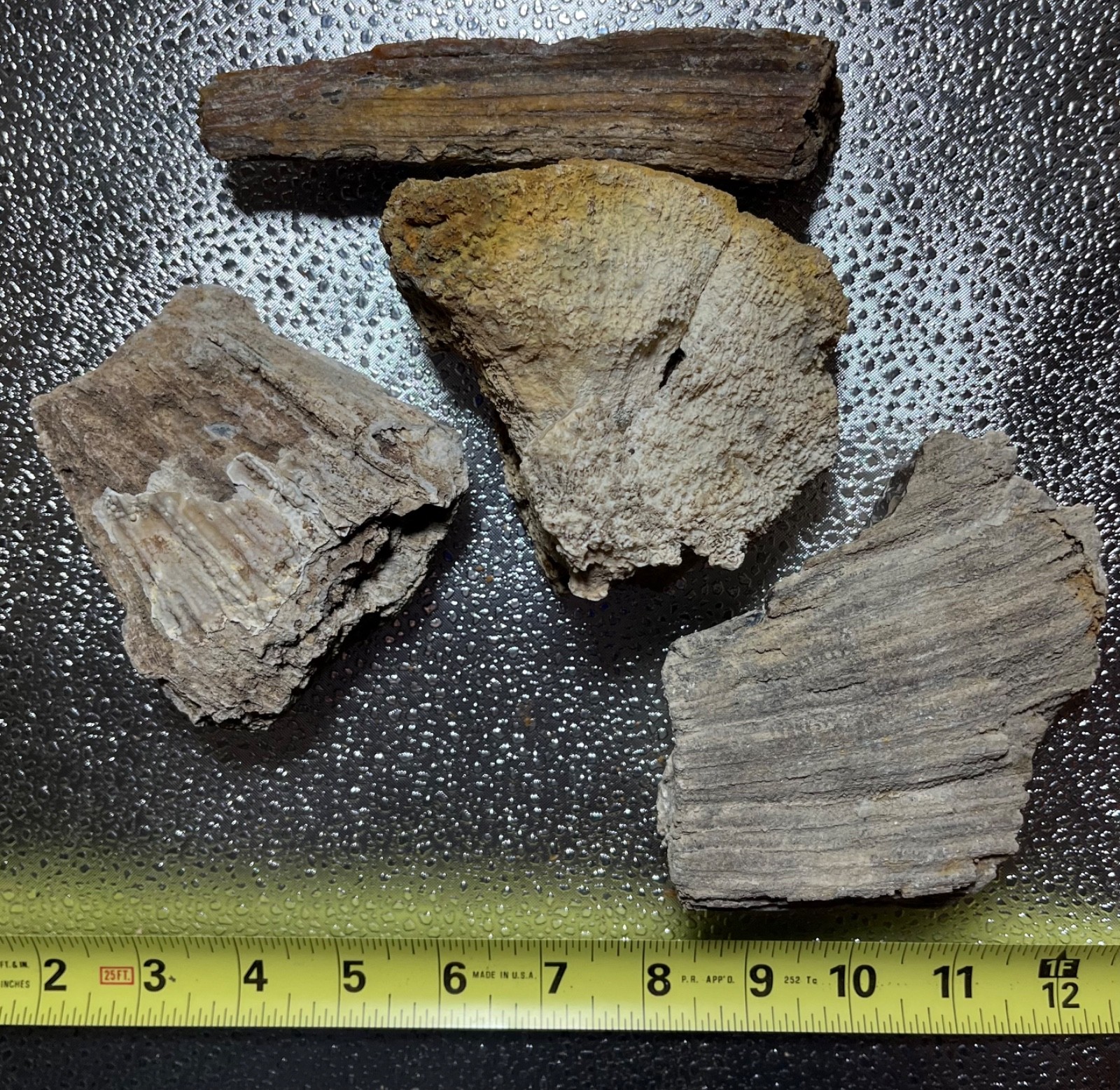 AGATIZED CORAL FLORIDA AGATE GEODES LOT 3 lb 5 oz 4 LARGE FOSSILIZED CORAL GEODE