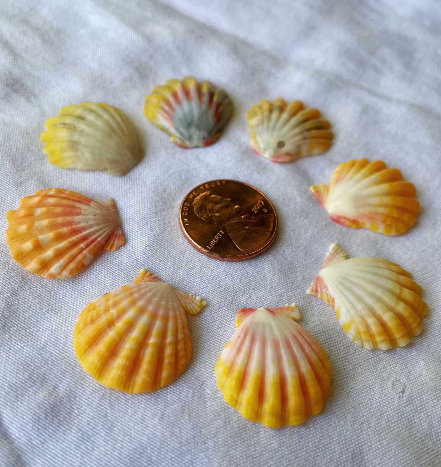 Small Hawaiian Sunrise Shell | Penny-Size | Reds, Yellows, Oranges | Choose