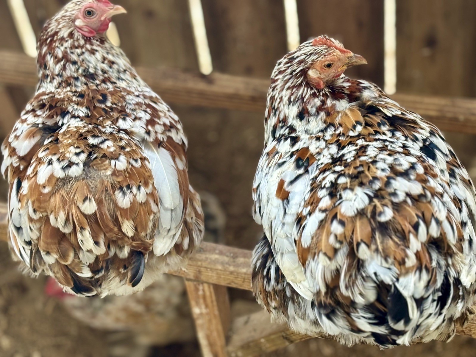Dozen Mille Fleur Bantam Cochin Eggs