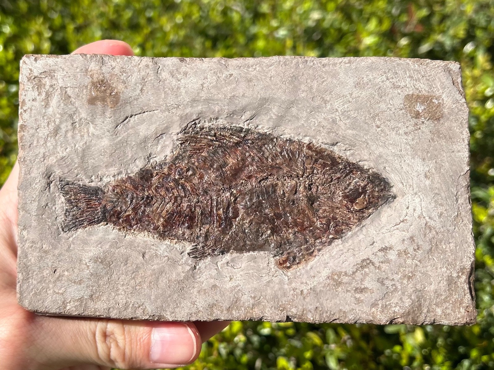 RARE Nebraska Fossil Fish Valentine Formation Skeleton Late Miocene Age