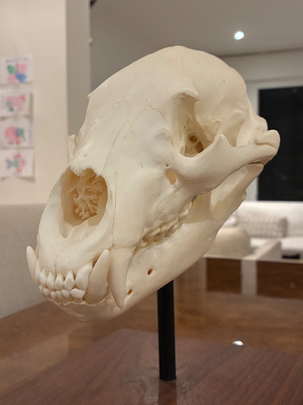 Black bear skull