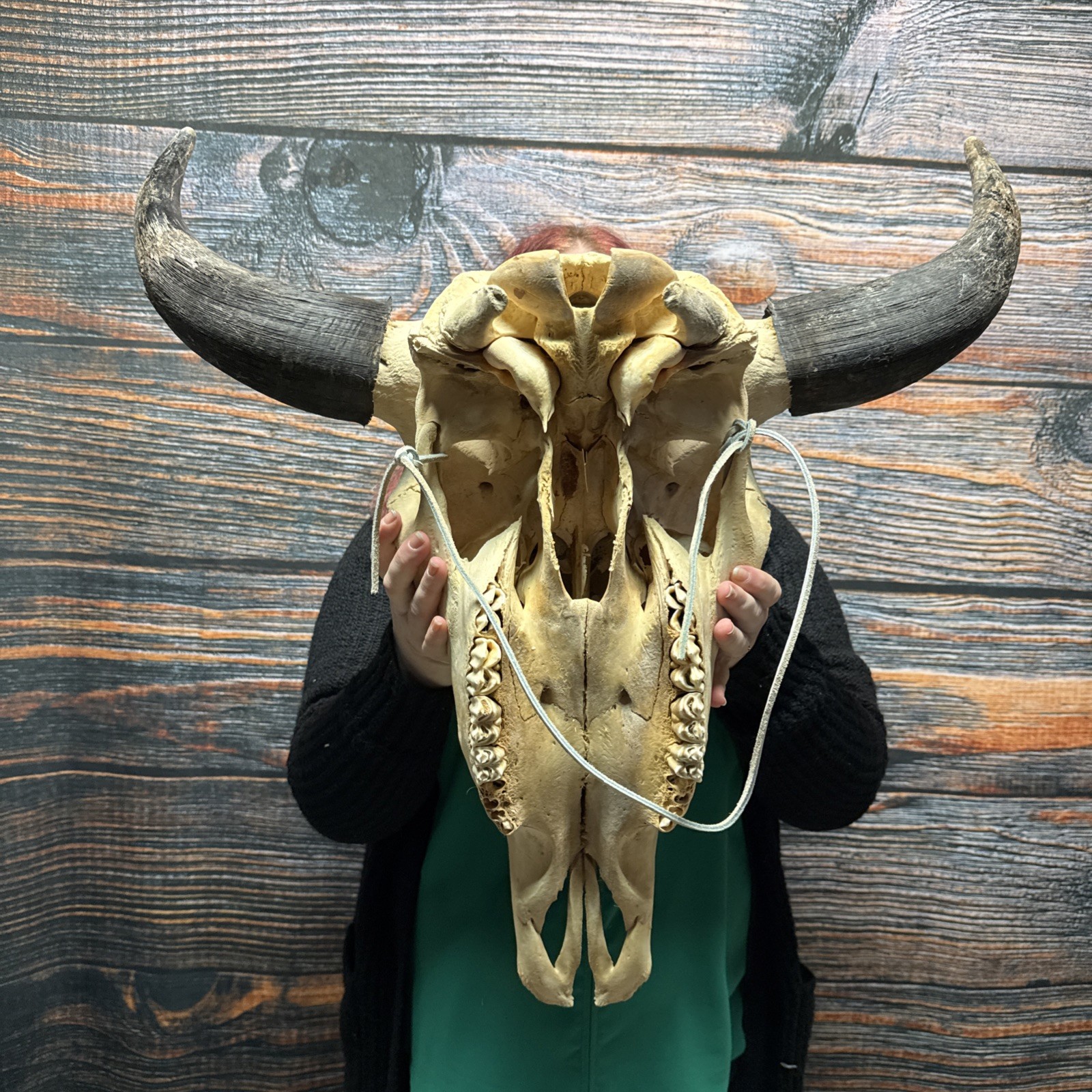 Real Trophy XL Bull Buffalo Bison Skull Horn Animal Mount Western Unique Cabin