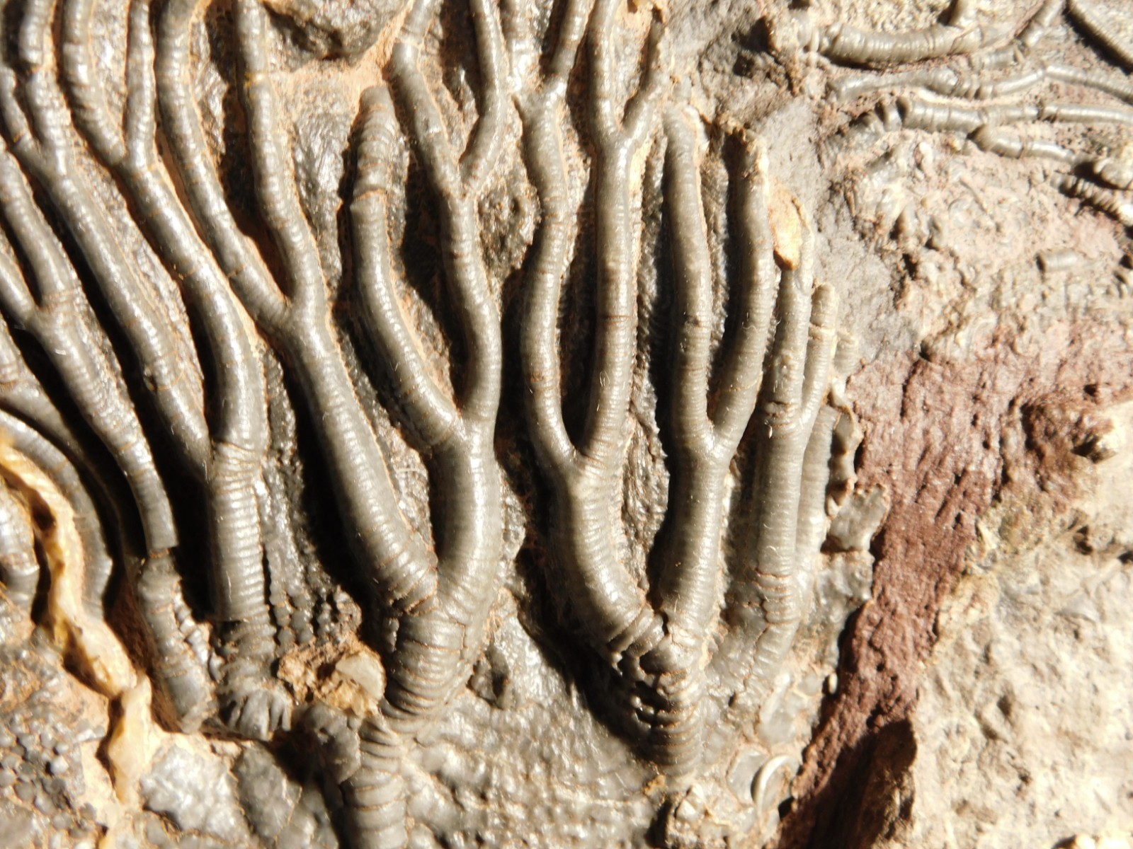 wOw! BIG! 430 Million Year Old! CRINOID Fossil or Sea LILY Fossil Morocco 1144gr