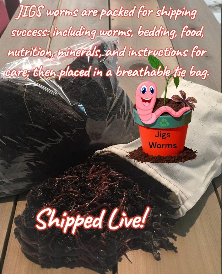 (JIGS) LIVE Red Wiggler Composting Worm Mix Approx 1,000 (1 LB) Voracious Eaters
