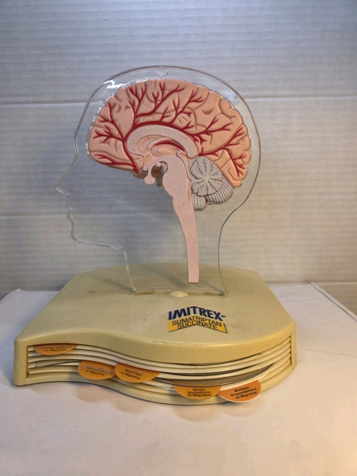 Horror 2002 3D Brain Neuroanatomical Medicine Promo ~ Doctor's Display