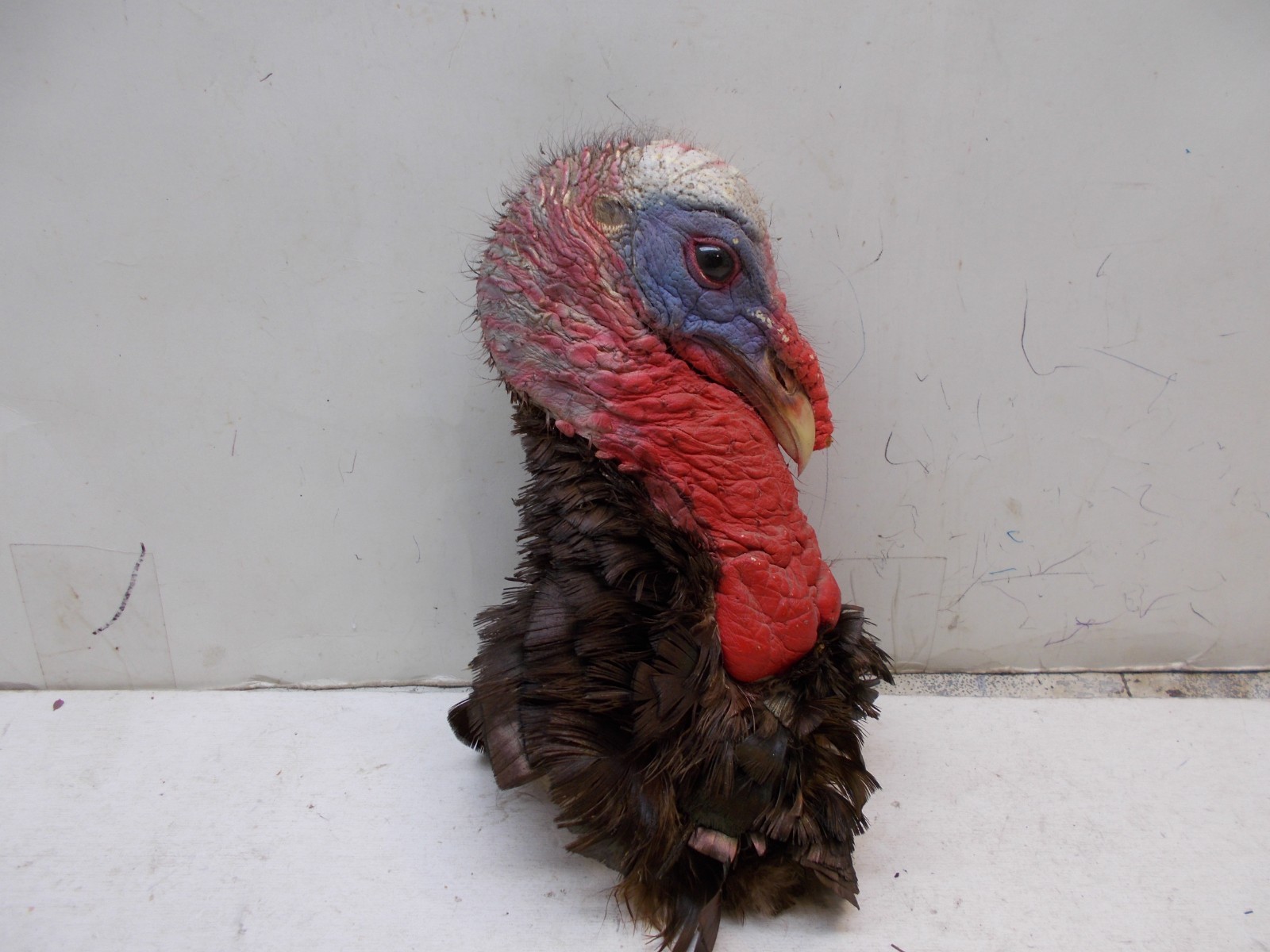 wild turkey mounted turkey head taxidermy cabin decor