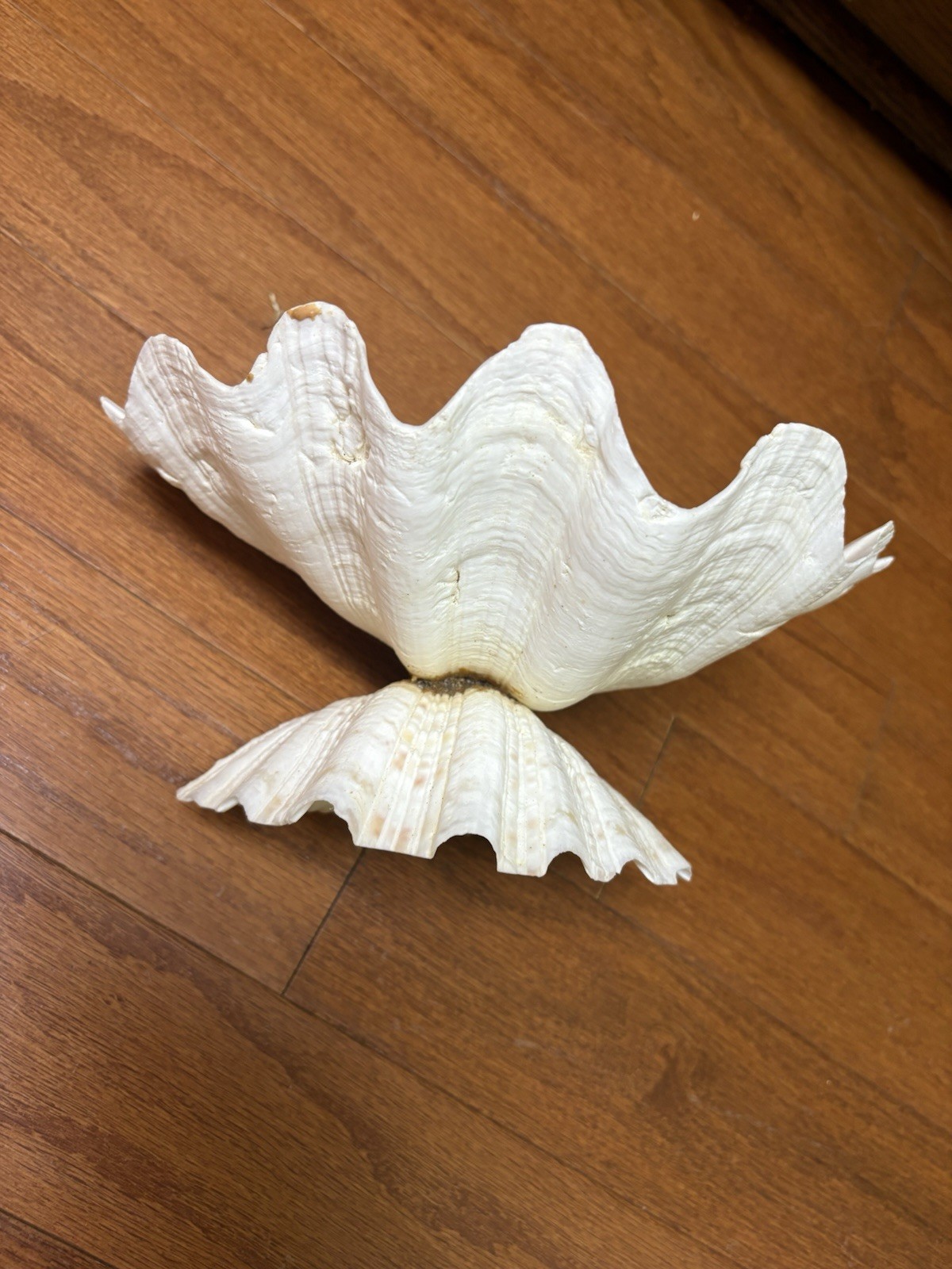 Tridacna Clam Shell Dish Trinket Soap Dish Centerpiece Display 9” Wide