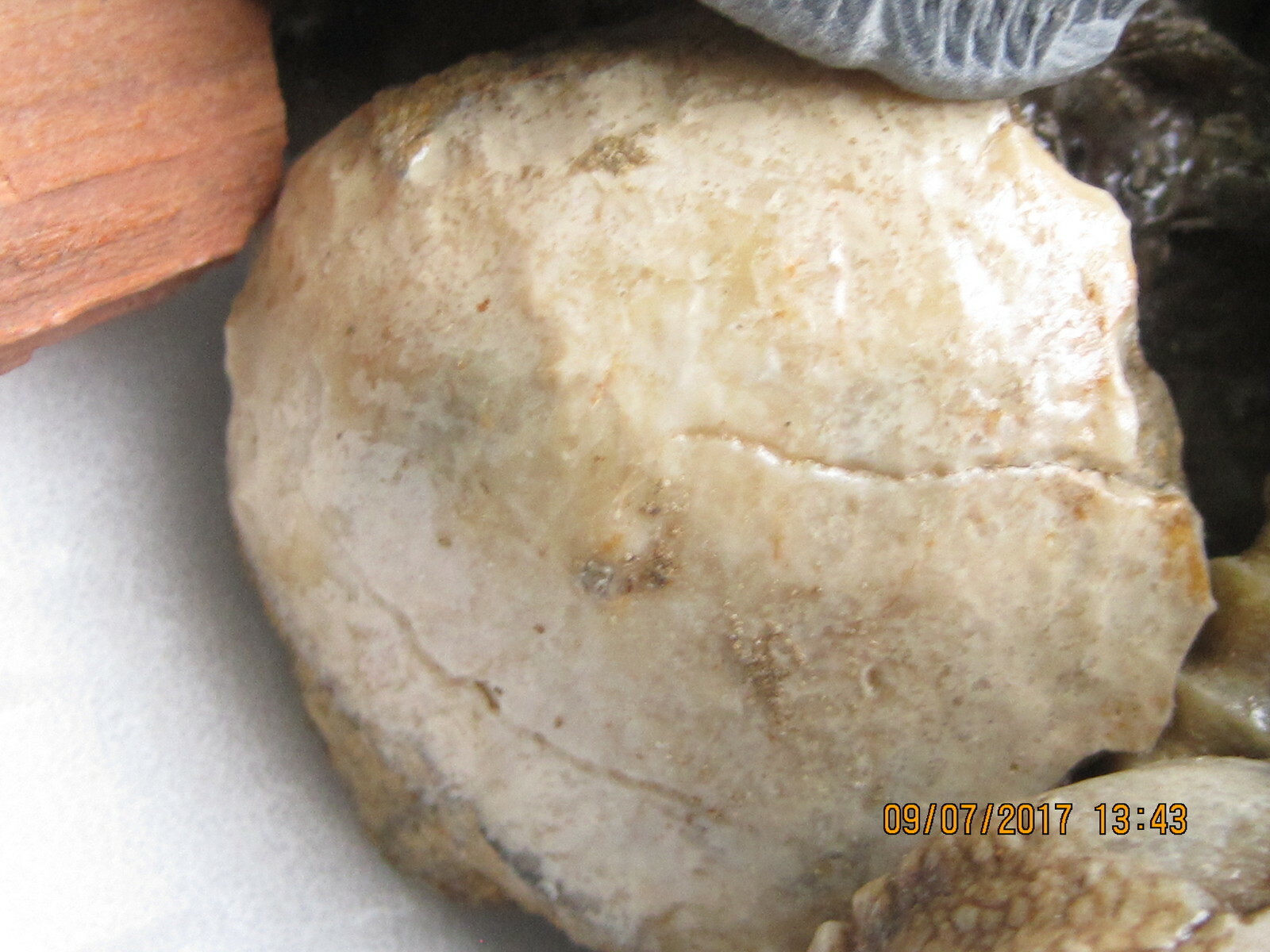 LOT OF 100 ASSORTED FOSSILS WHOLESALE