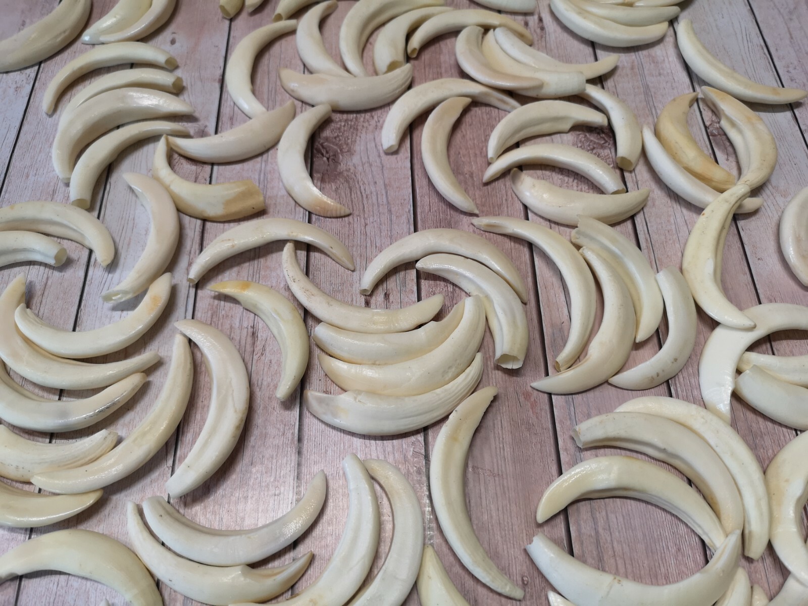 Real wild boar teeth sow hook approx. 5-7 cm! NEW and professional