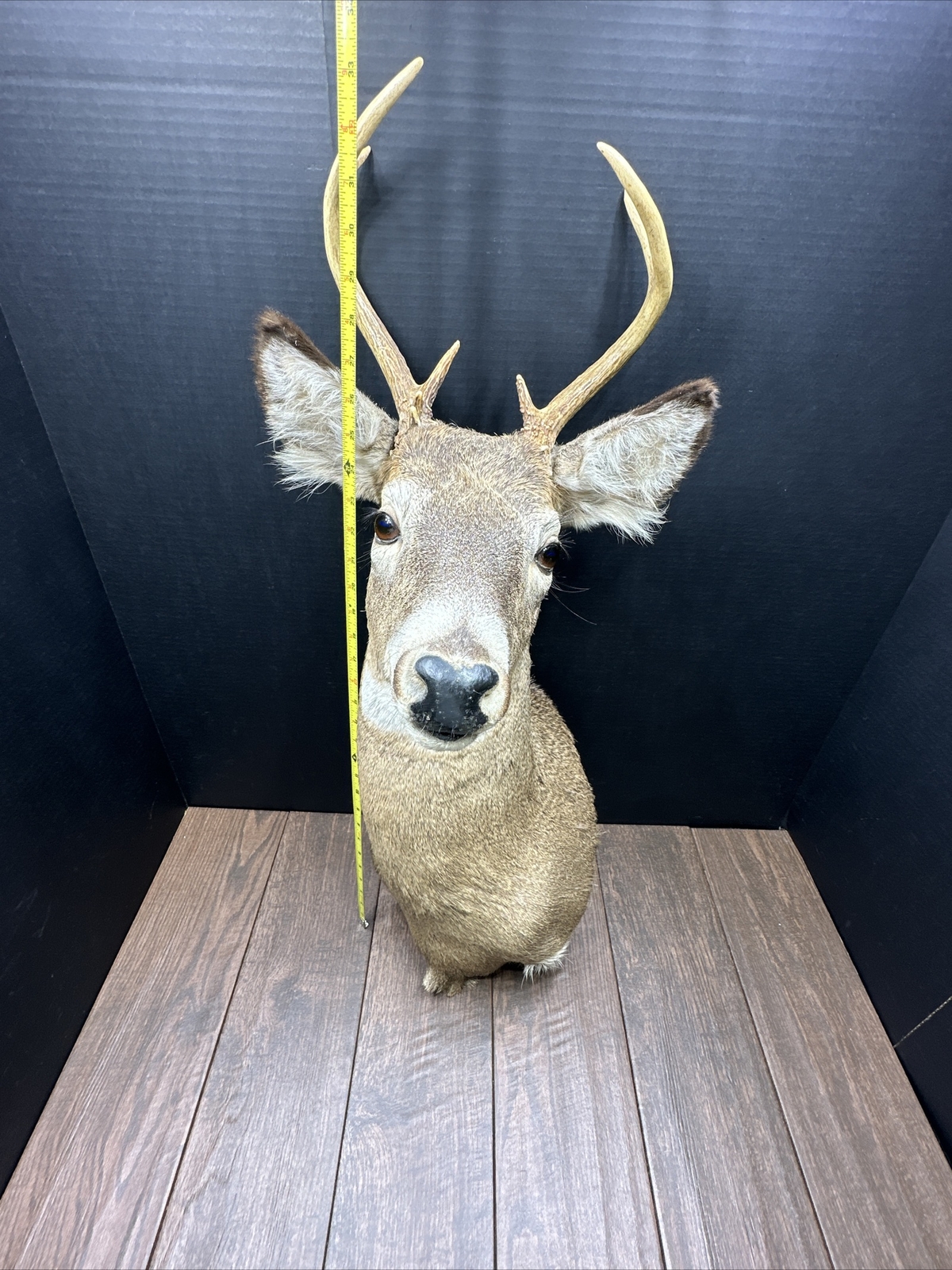 Nice 6 Point Whitetail Deer Buck Shoulder Mount Taxidermy