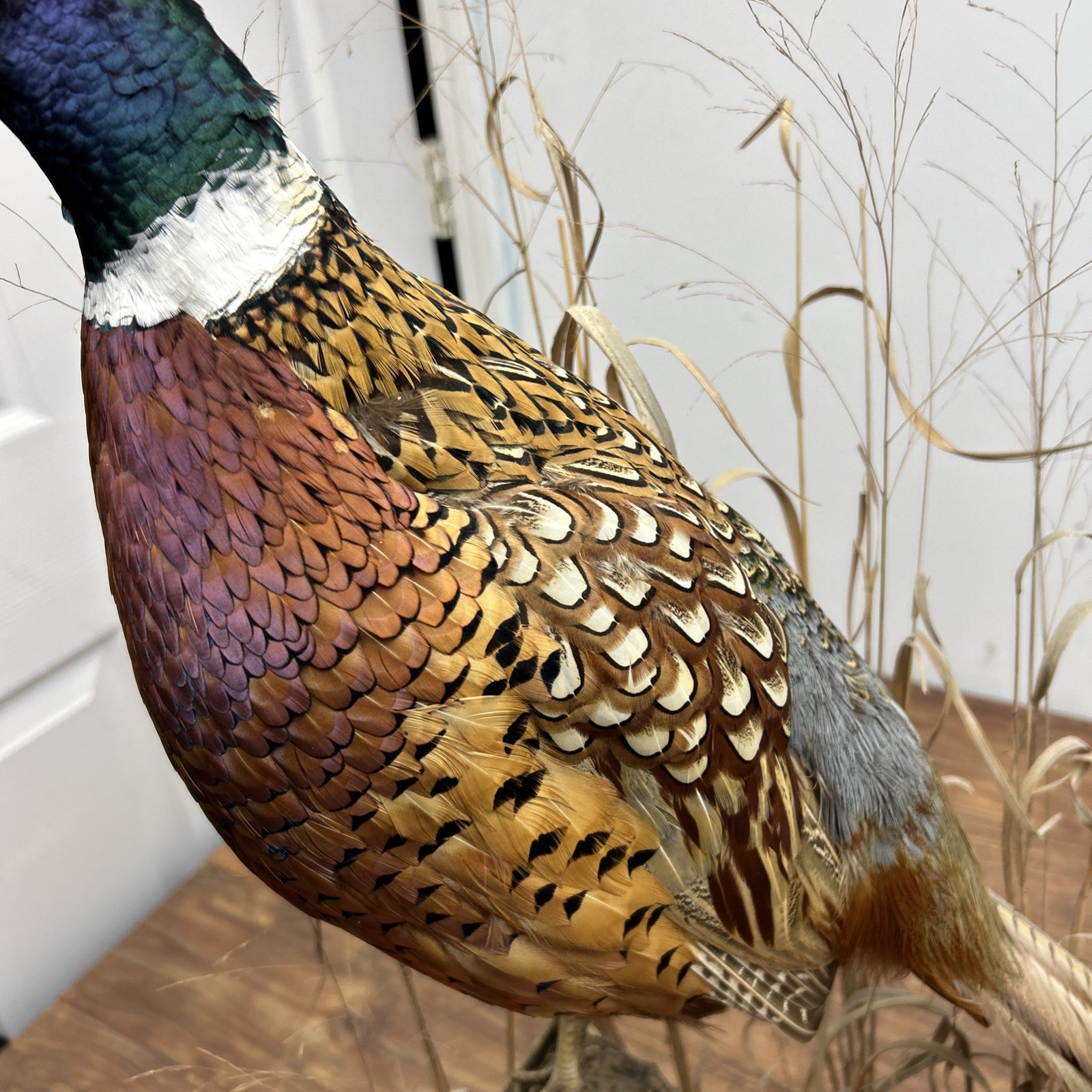 Ringneck Rooster Pheasant Taxidermy Standing Mount Habitat Base Foliage Wood