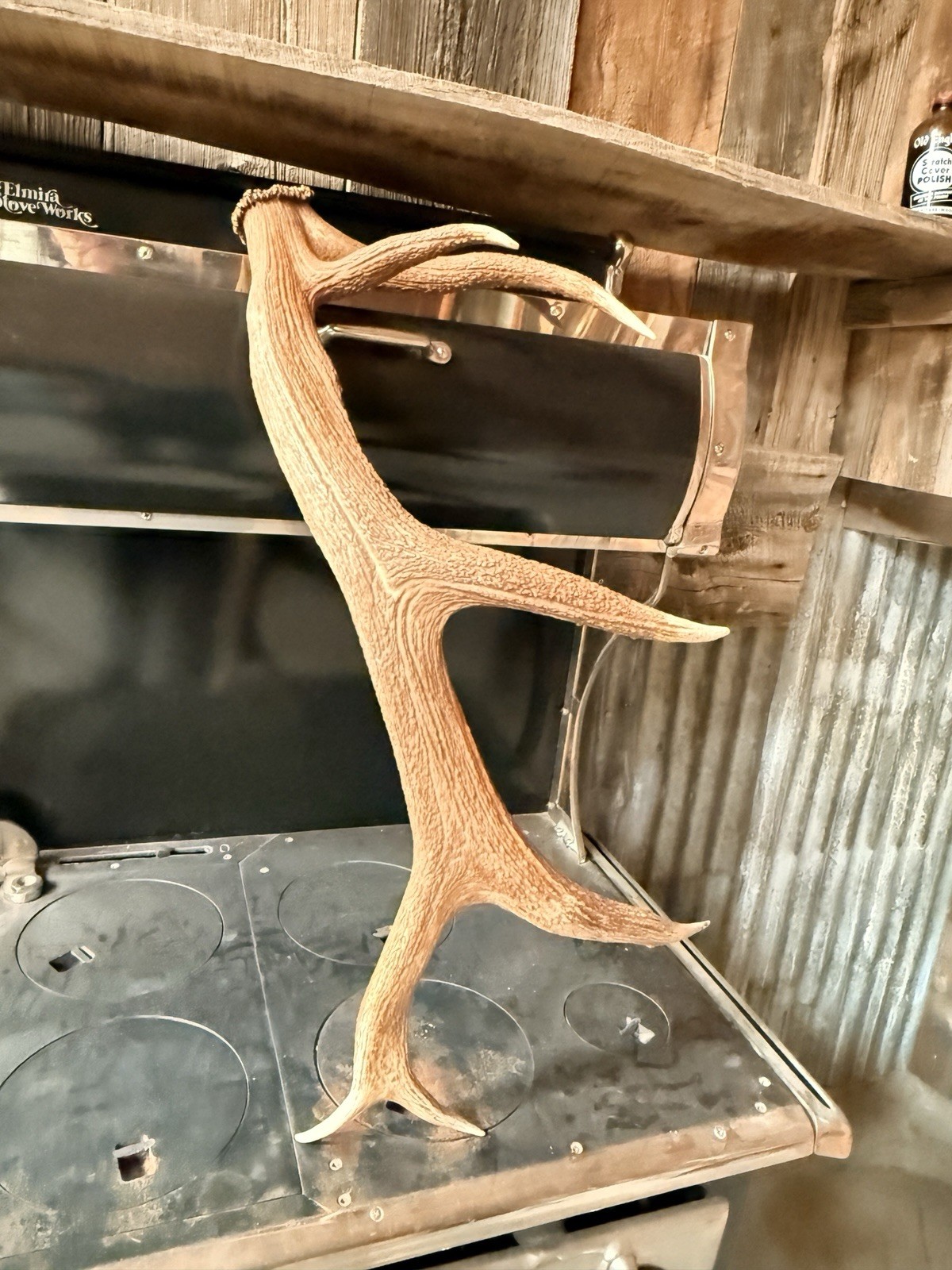 6 Pt Elk Shed ~ Elk Antler ~ Decor