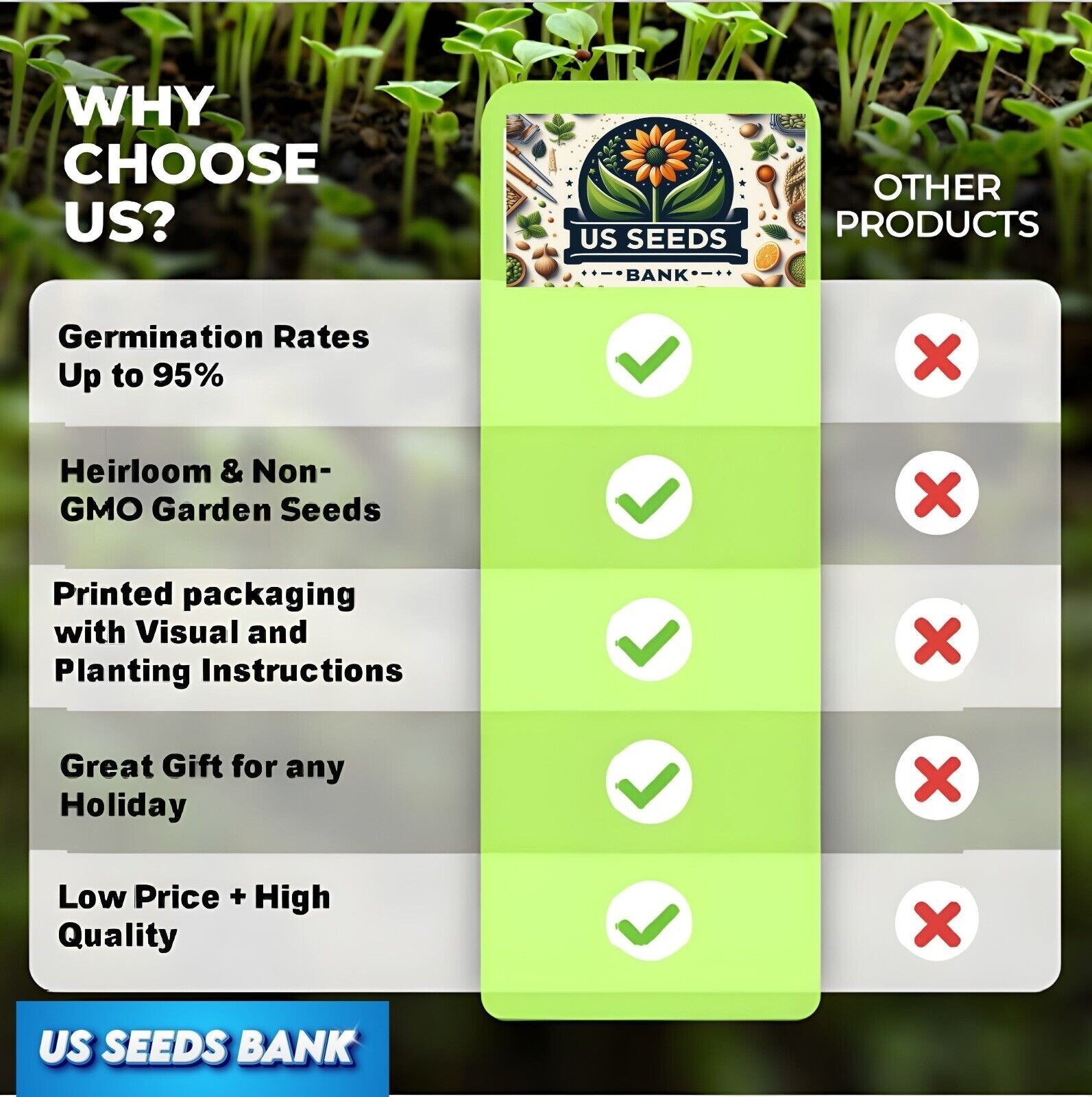 50pcs Pink Giant Teddy Bear Sunflower Seeds – Fluffy Double Blooms