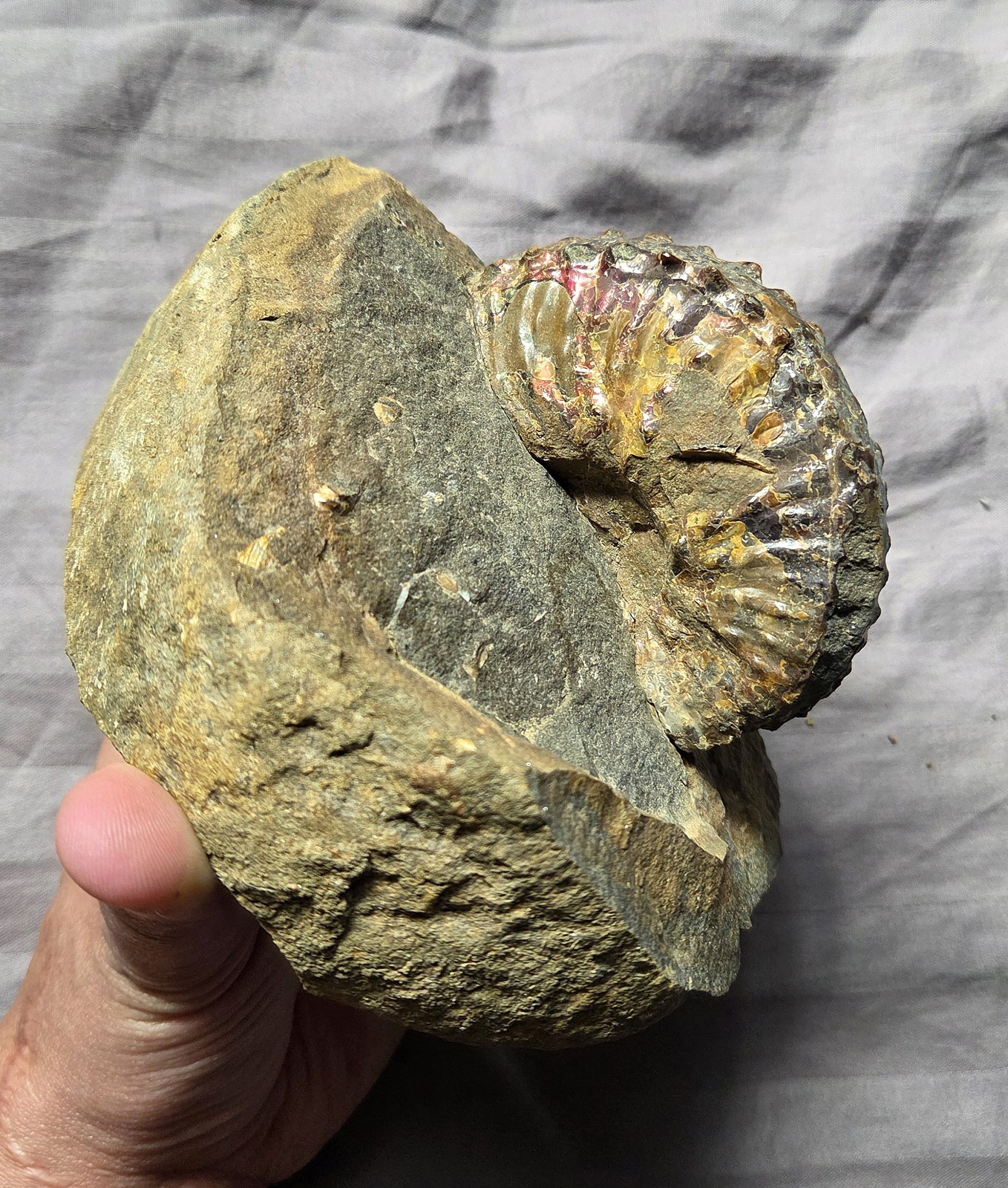 Rare Huge Scaphites Fossil Shell Ammonite From South Dakota Cretaceous