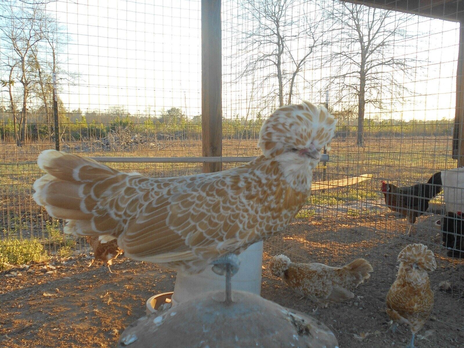 SILVER, BUFF, WHITE, GOLDEN POLISH BANTAM HATCHING EGGS SHIP 3/23 12+EGGS