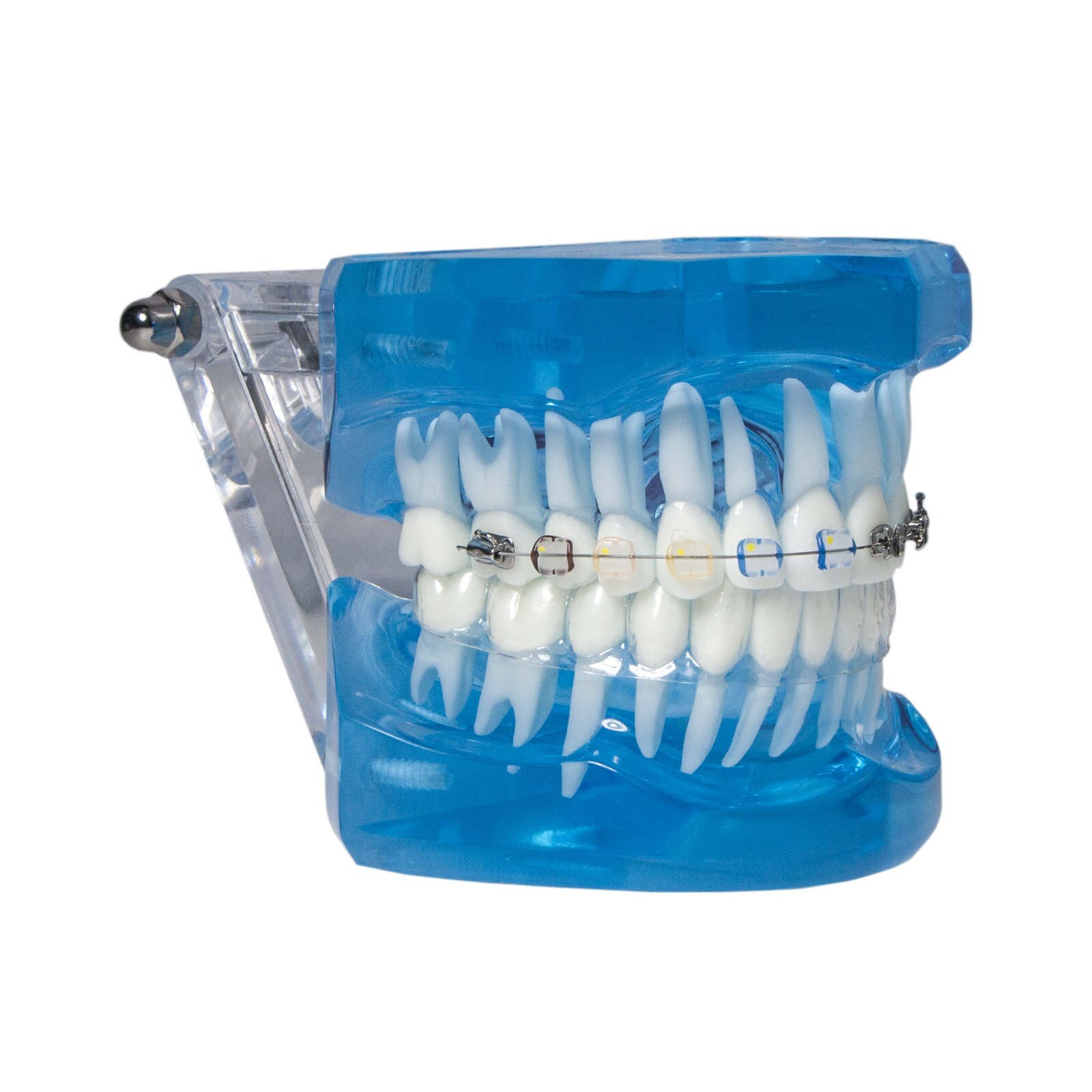 Dental Ortho Teeth Model With Metal Ceramic Brackets Lingual Braces Tube Teach