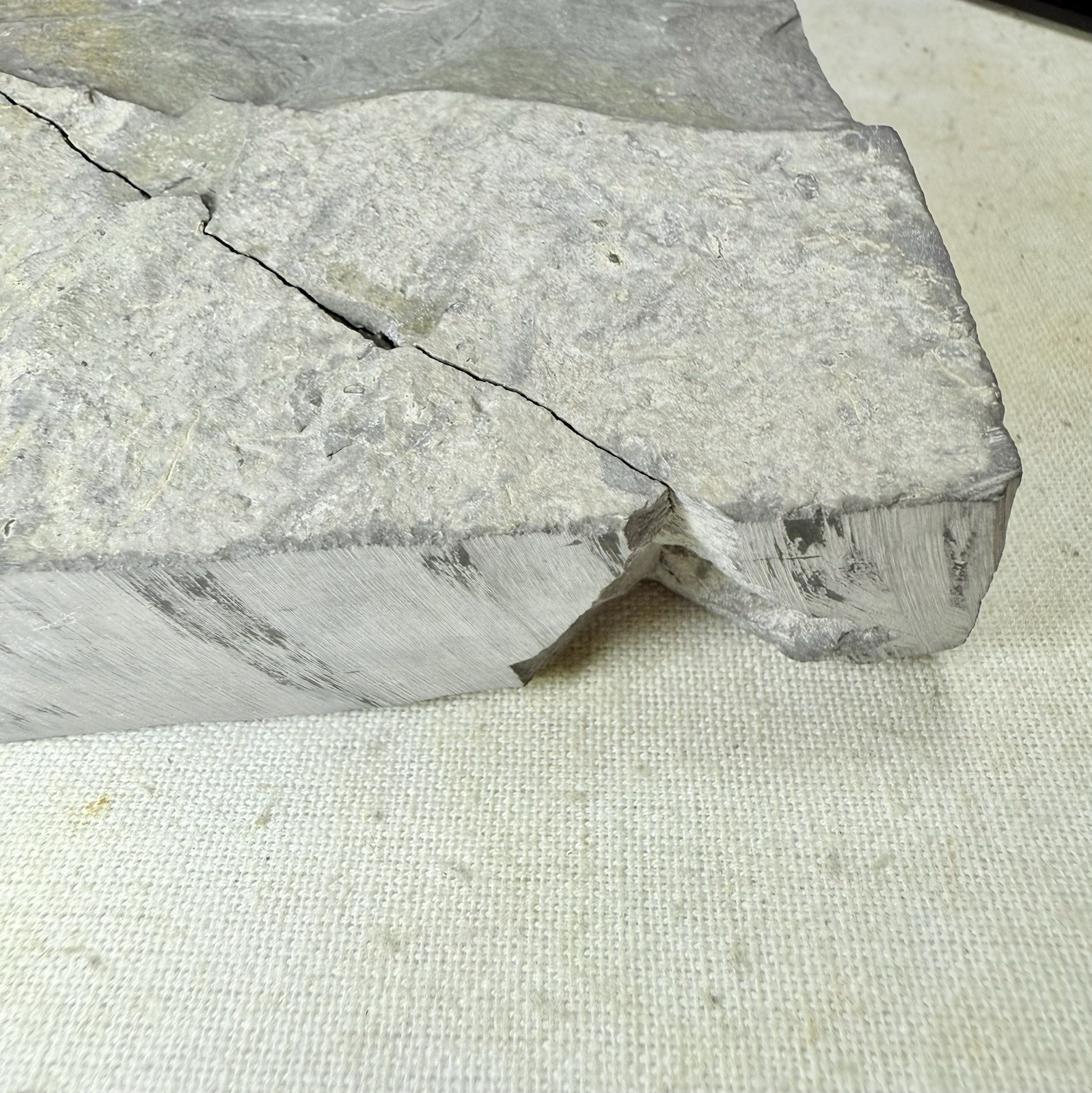 NICE Phacops Trilobite Plate ~ Penn Dixie New York ~ Devonian Period