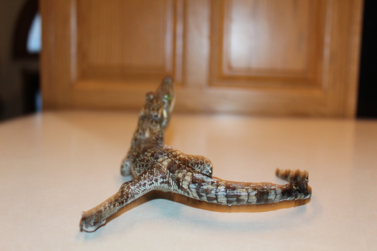 New Alligator Reptile Taxidermy Novelty Log Cabin Decor Whitetail Mule Deer
