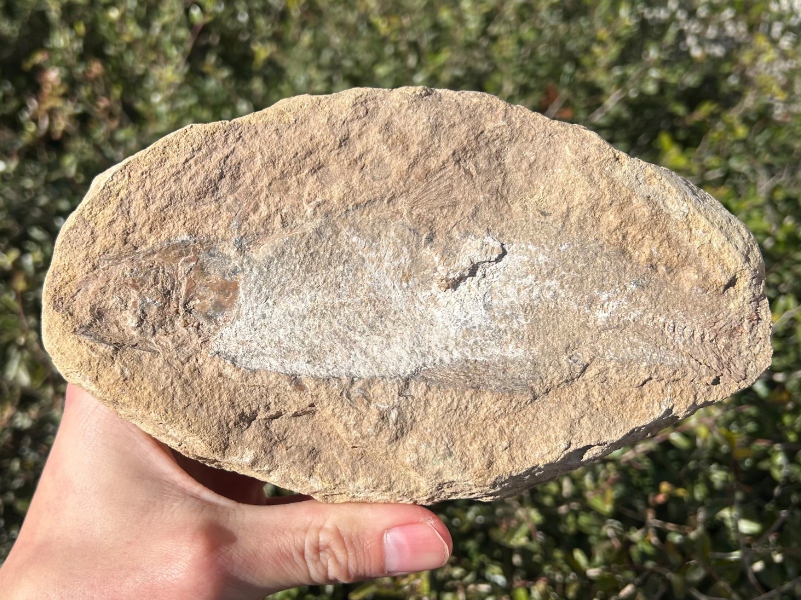 Rhacolepis Fossil Fish Brazil Santana Formation Cretaceous Pachyrhizodontidae