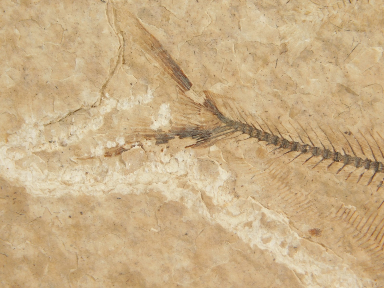 X-RAY Bones! 50 Million Year Old Diplomystus FISH FOSSIL Wyoming 152gr