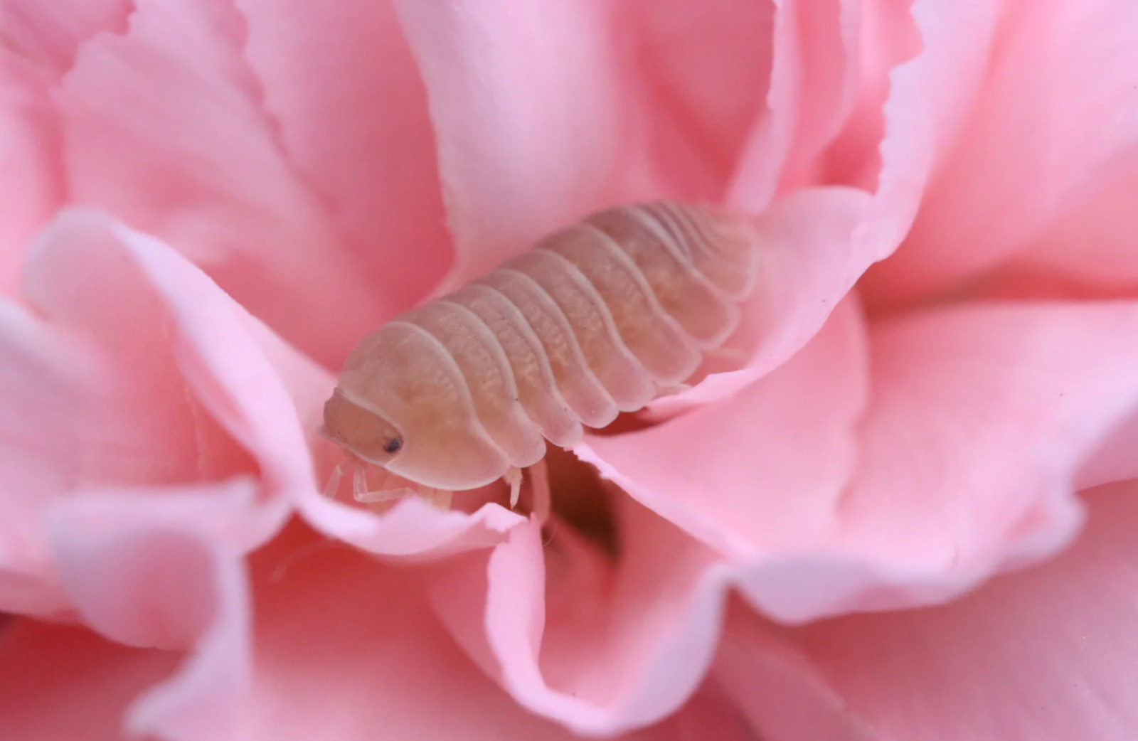 Papaya Isopods (Cubaris Murina) 10+2 **Juveniles**
