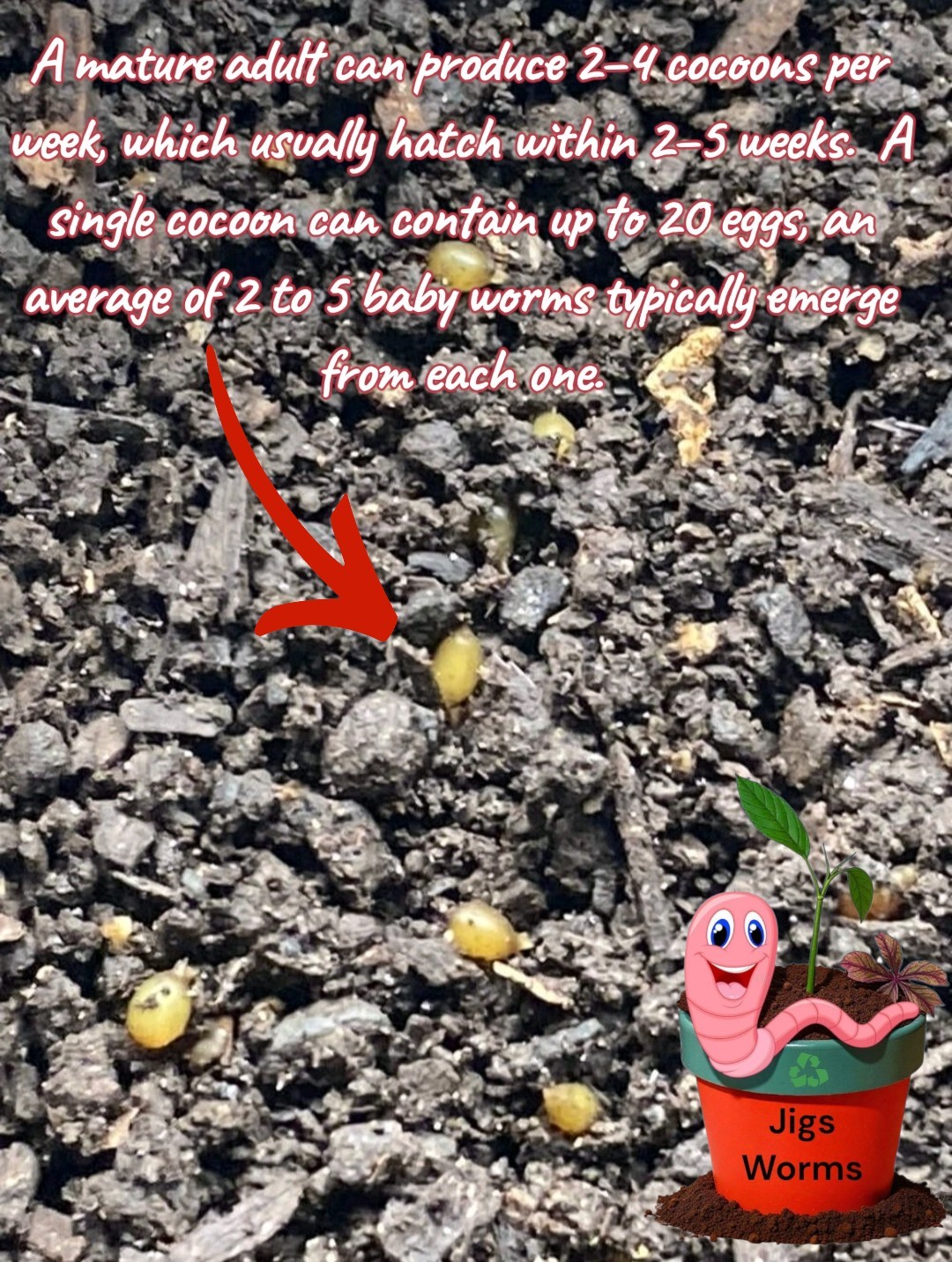 (JIGS) PURE Red Wiggler Worms Cocoon Mix - NO BLUES! Free Shipping