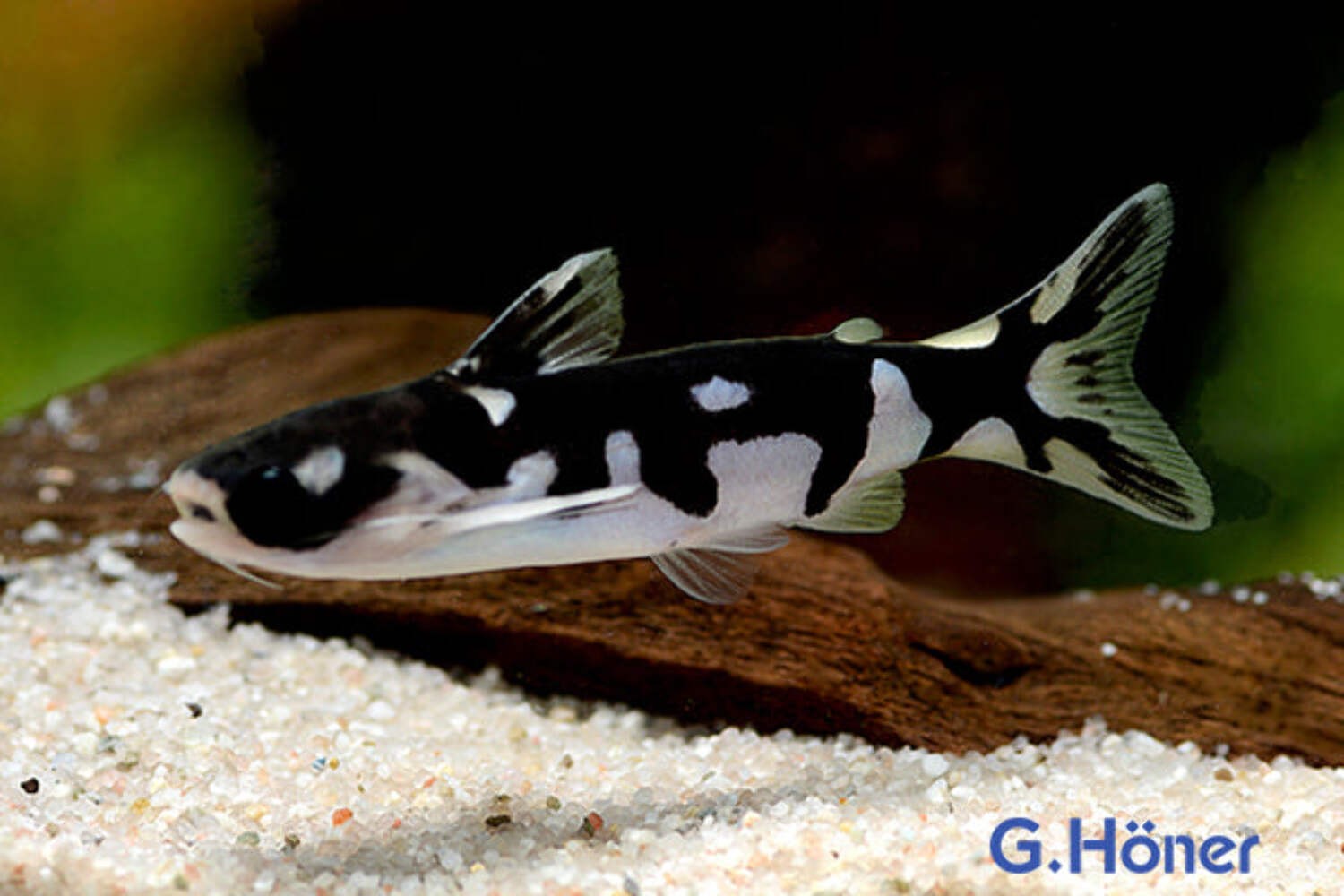 Tatia Ninja Catfish 3” – Rare Live Freshwater Oddball – Peaceful Nocturnal Fish