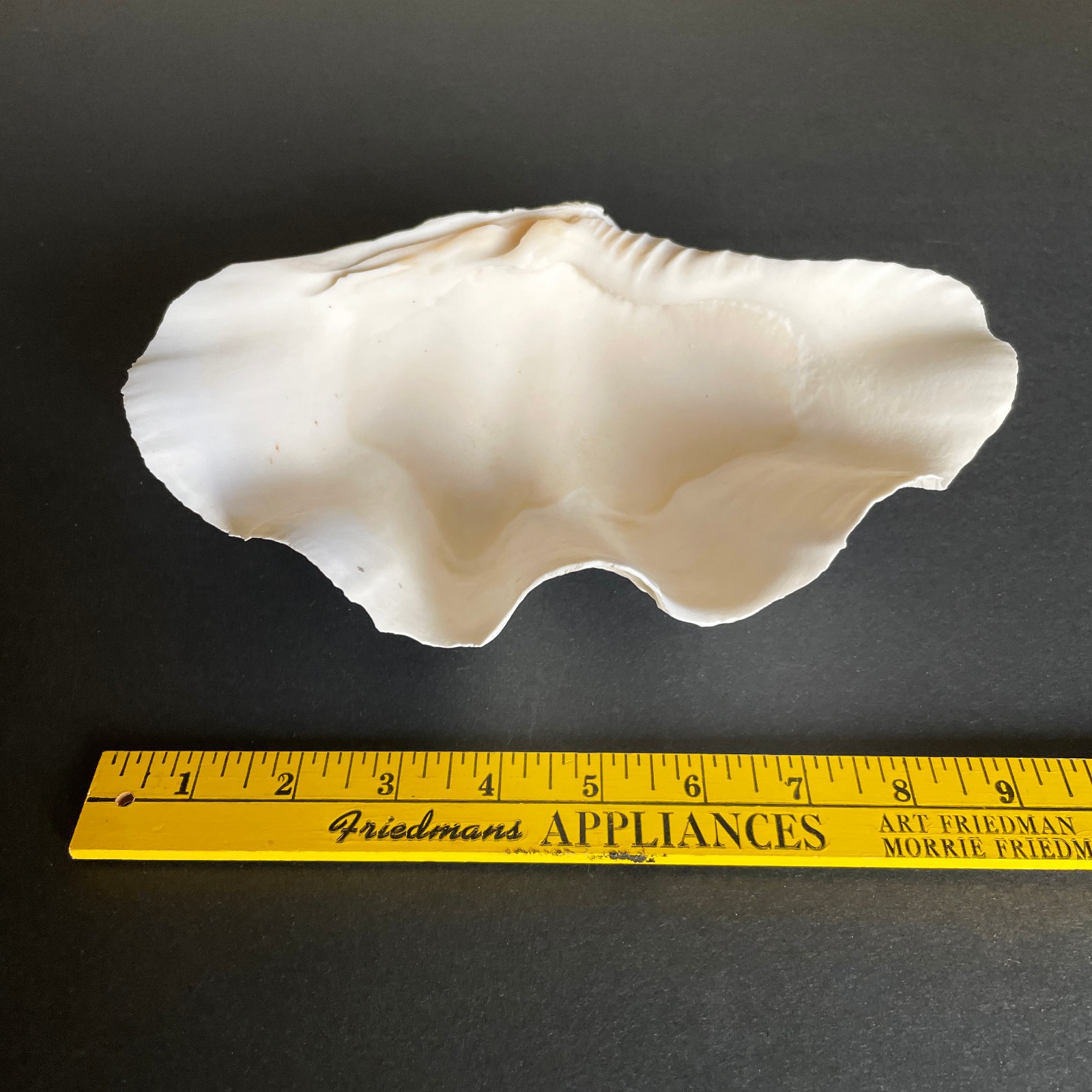 Large Natural Clam Shell • Tridacna • 9 x 6 x 3.75 inches