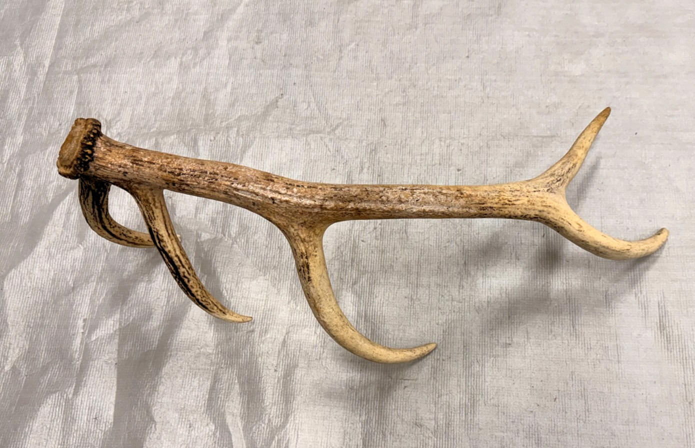 real stag antler shed crafts antlers decor rustic cabin wedding display prop