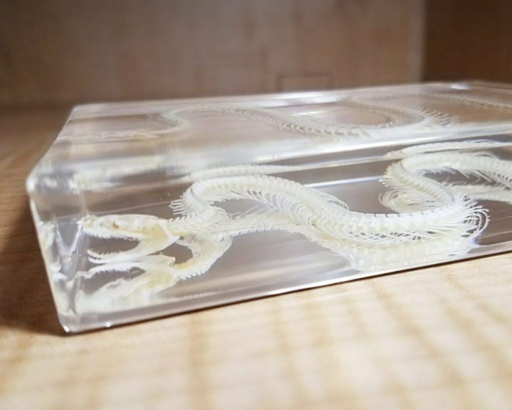 Large Snake Skeleton In Resin, Animal Skeletons, Oddities, Hypsiscopus Plumbea