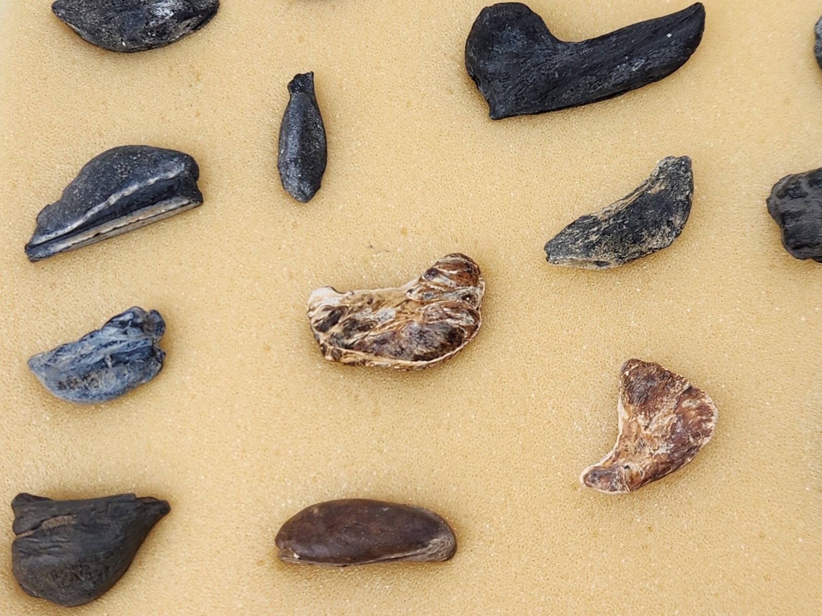 Fish Swim Bladder Fossil - Florida - 1 Per Purchase