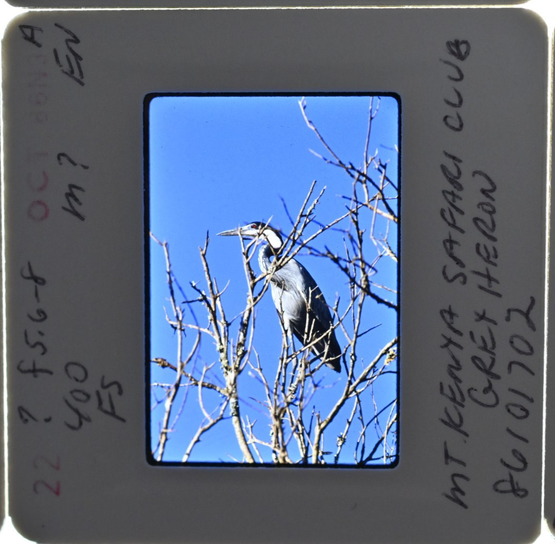 Vintage 1986 Kenya Safari Slides 120 Lot Wildlife Tribal Photo