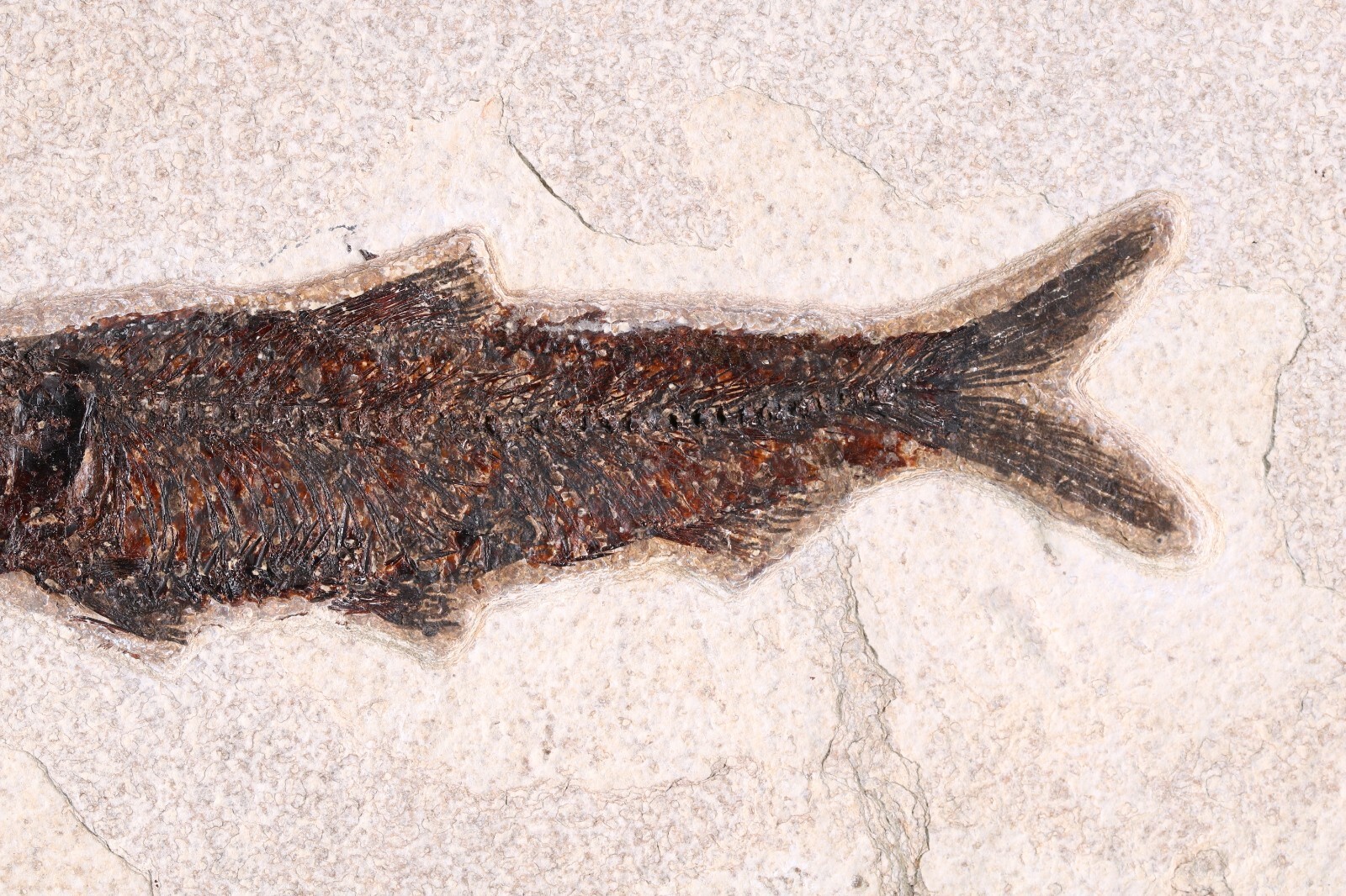 5.3" Knightia eocaena Fossil Fish Fossil Lake Green River Fm Wyoming COA 11627