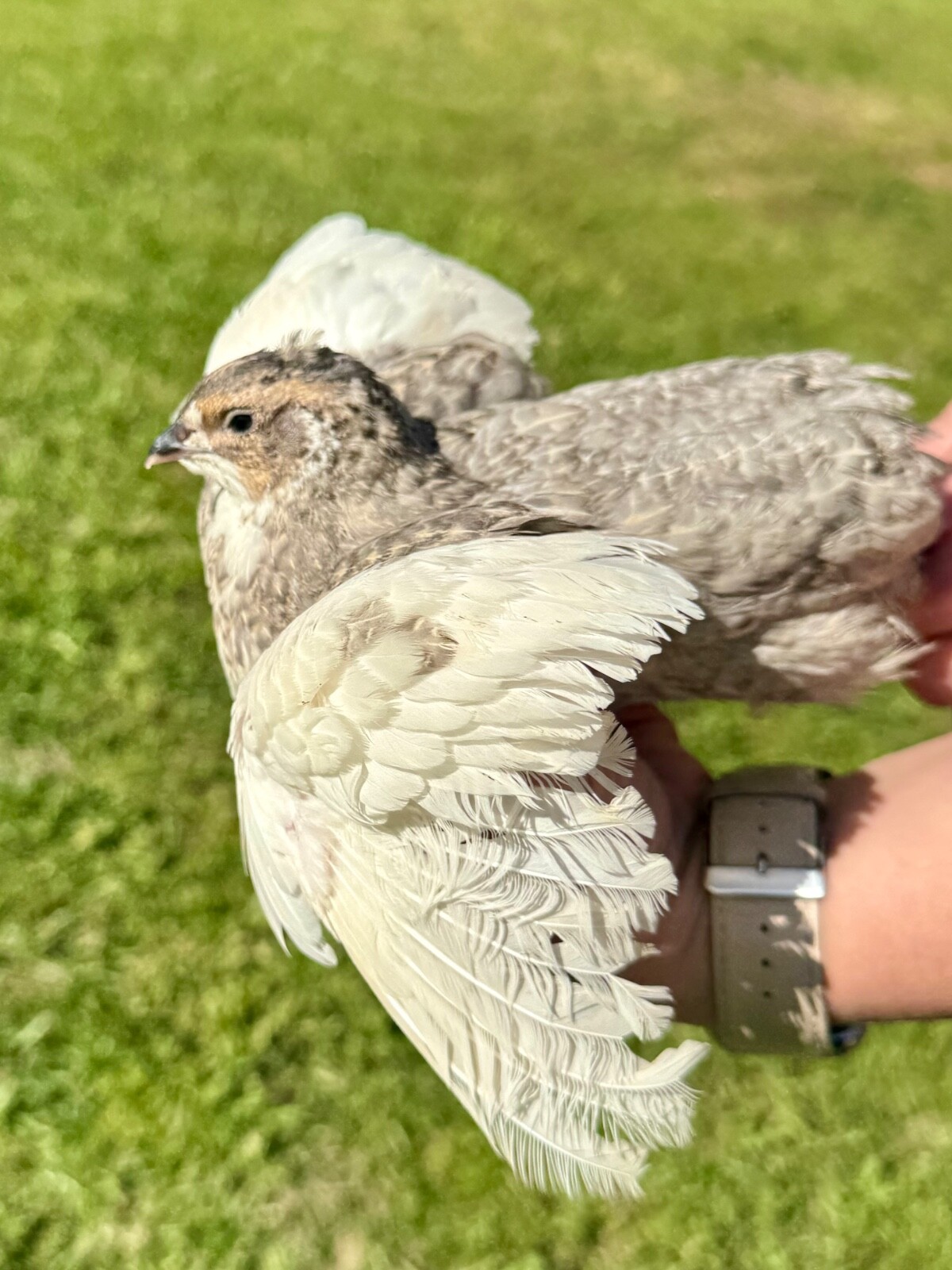 30+ RARE COLORS Coturnix Quail Hatching Eggs NPIP AI Free