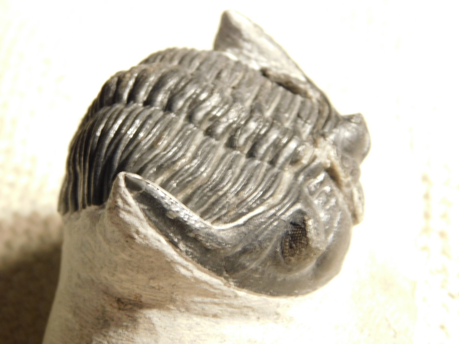 Enrolled! Hollardops TRILOBITE Fossil Nice and 100% Natural Morocco 208gr