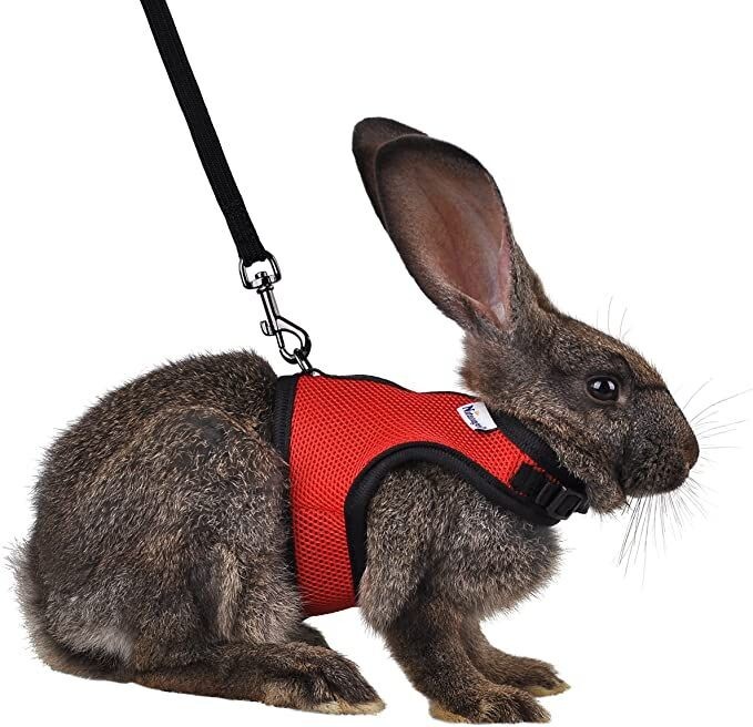 Niteangel Adjustable Soft Harness with Elastic Leash for Rabbits (S/Small, Red)