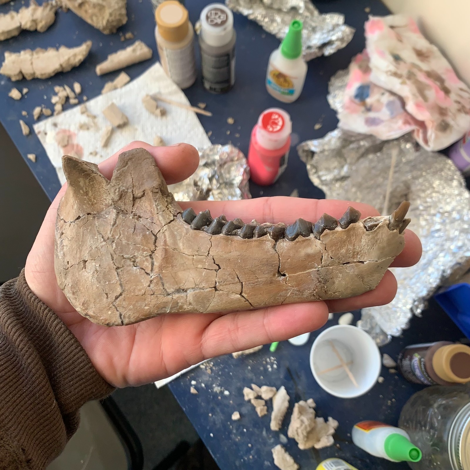 Fossil Merycoidodon Oreodont Teeth  In Jaw, White River Badlands,