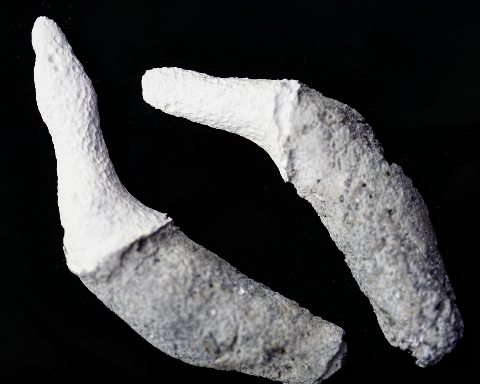 Agatized Coral Geode Pair RARE Druzy Finger Cut & Polished UV-Reactive Fossil