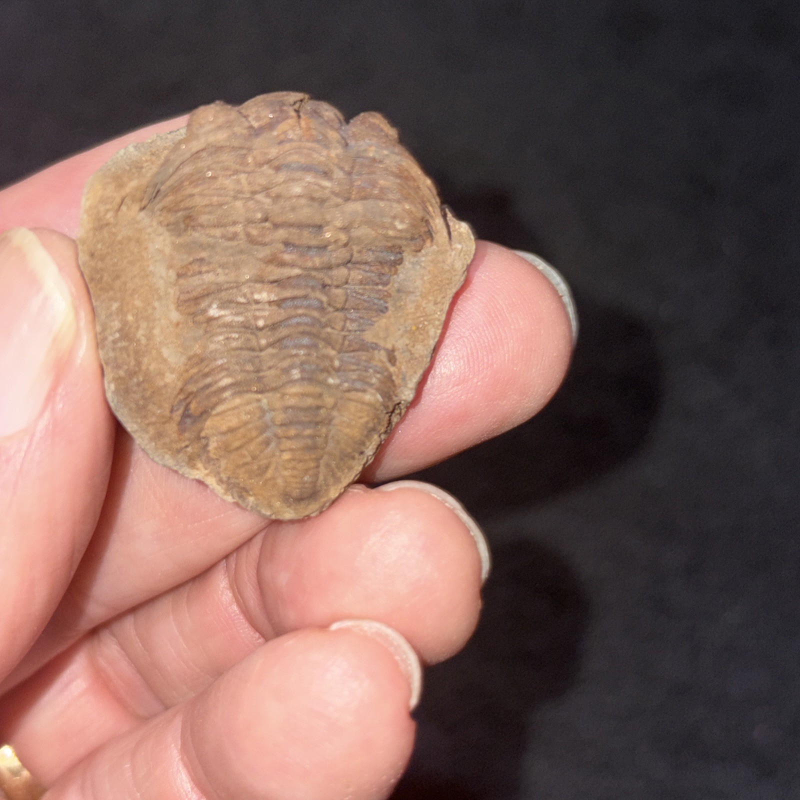 Fossil Trilobite Eldridgeia Venustus Devonian Bolivia POS & Neg (2 Pieces)