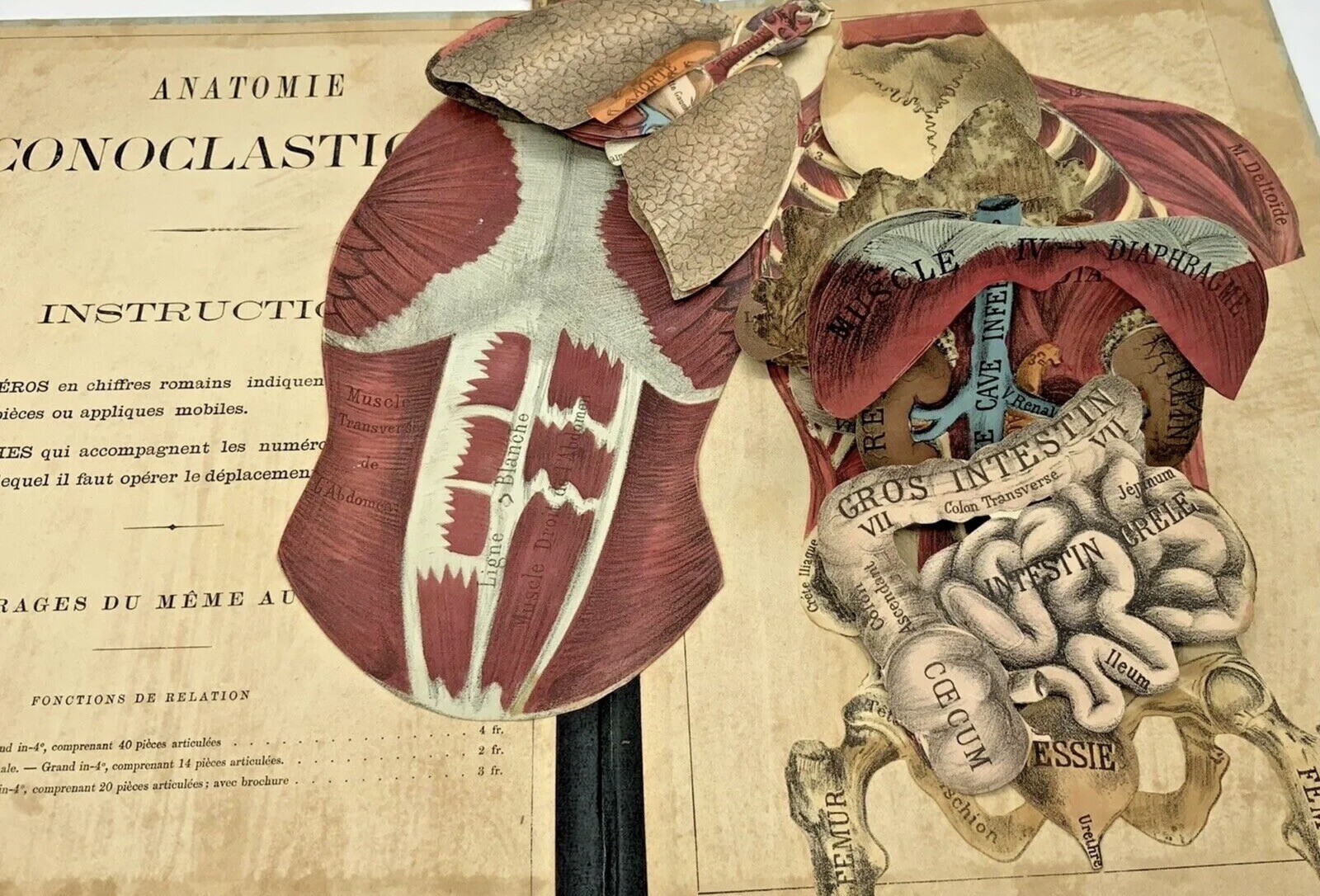 French Medical Human Anatomy Diagram Pop-up Book c 1875, G.J. Witkoski, Rare