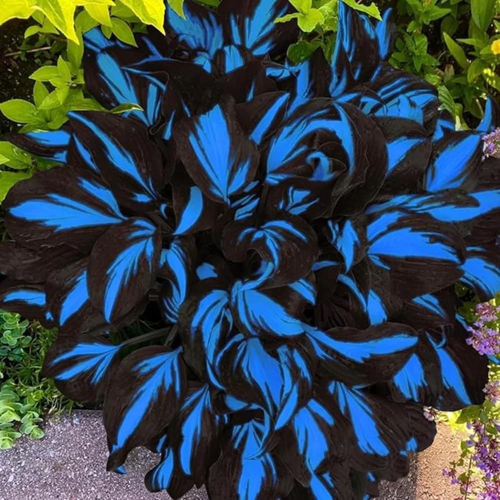Mixrug 150+ Hostas Seed Midnight Blue for Planting Outdoors-Rare Mixed