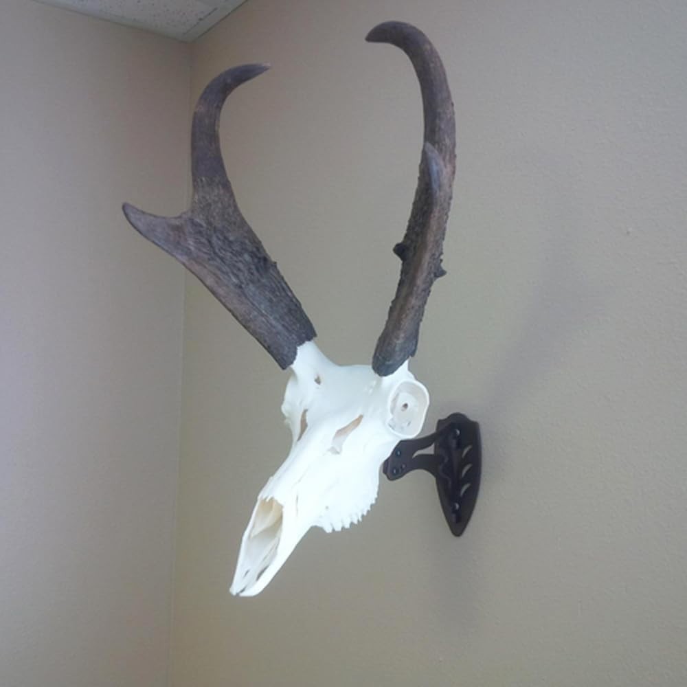 Dorighary European Deer Skull Hanger Little Trophy Mount Kit for Taxidermy Black