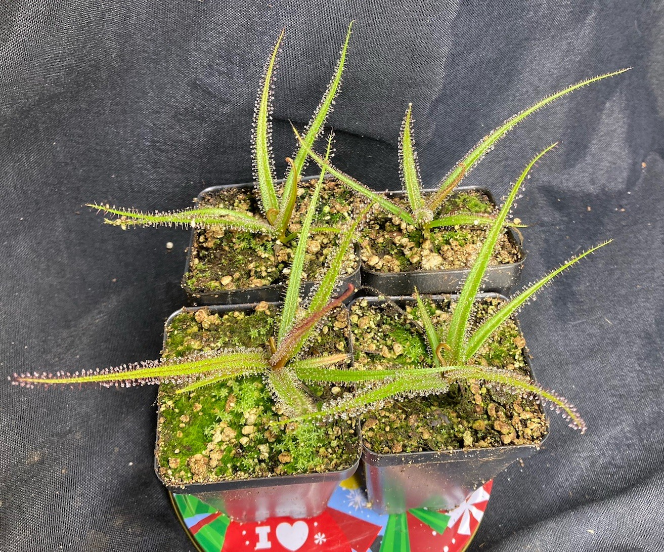 Drosera regia 'Big Easy'. Rare Cultivar! Potted To Select States. Heat Pck Avail