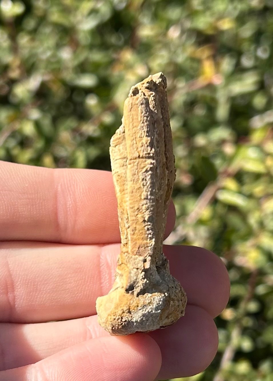 NICE Fossil Crinoid Phanocrinus bellulus Alabama Bangor Limestone Formation