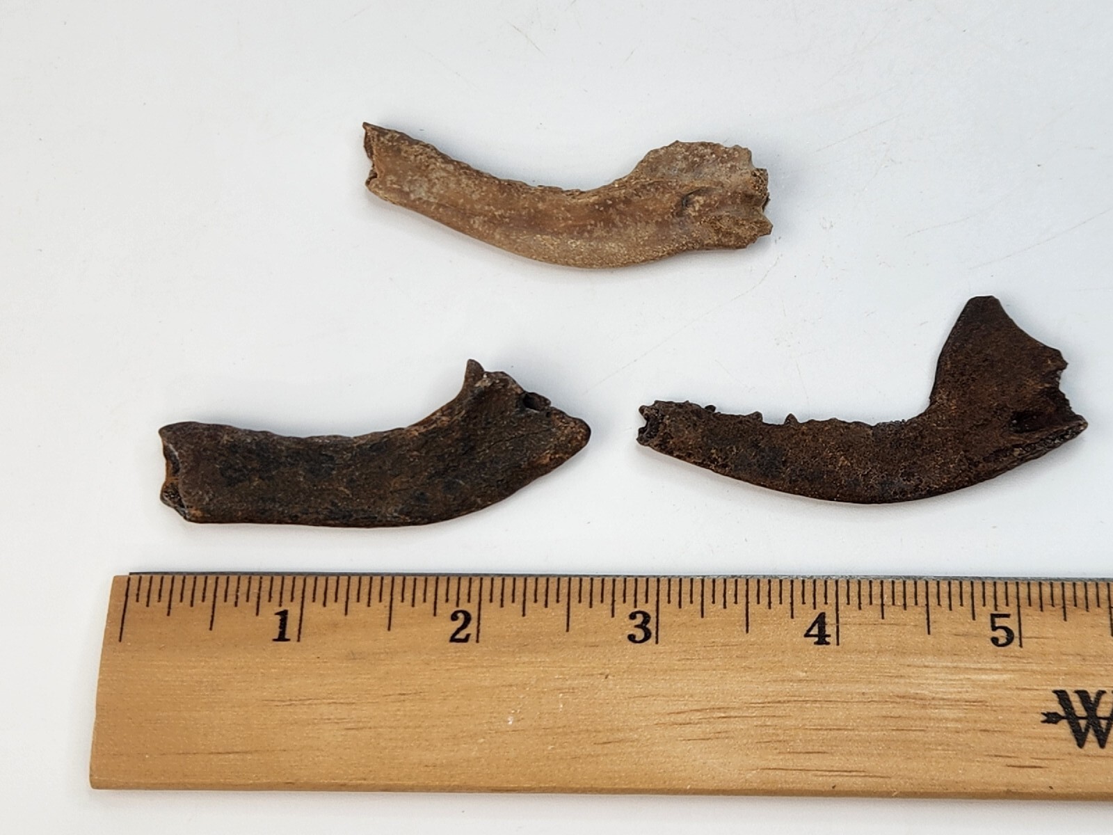 Mammal Jaw Fossil - Florida - Pleistocene Ice Age - 1 Per Purchase