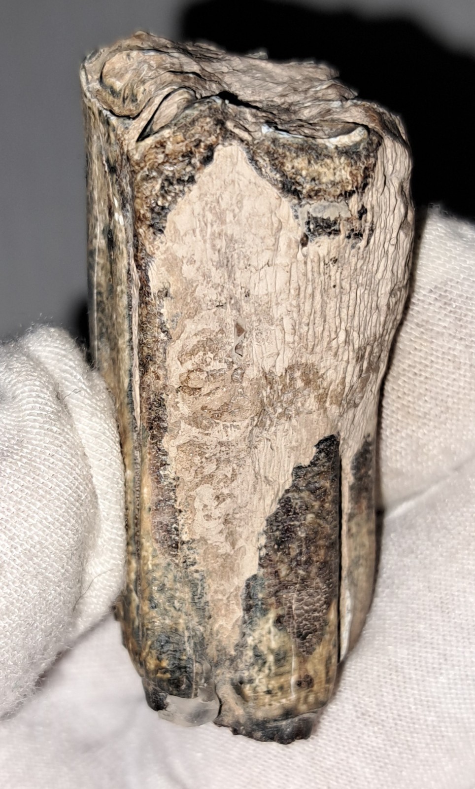 EOCENE FOSSIL HORSE [EQUUS] TOOTH FRAGMENTS FROM ARCADIA, FLORIDA – SPECIMENS #5