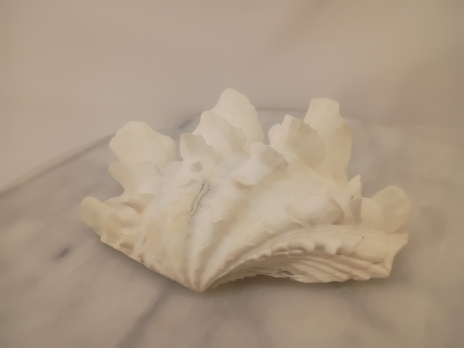 Whole TRIDACNA SQUAMOSA Fluted Clam Shell 5.75" x 4 1/4" White